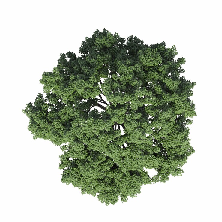 vista dall'alto dell'albero, isolato su sfondo bianco, illustrazione 3D, rendering cg