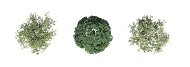 vista dall'alto dell'albero, isolato su sfondo bianco, illustrazione 3D, rendering cg