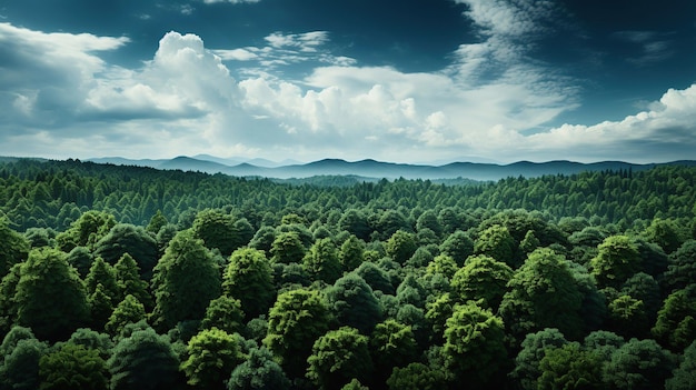 Vista dall'alto dell'antenna forestale Ecosistema della foresta pluviale e concetto e sfondo di un ambiente sano Struttura della foresta verde vista dall'alto