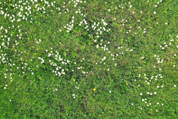 vista dall'alto dell'erba verde, priorità bassa astratta del campo della natura