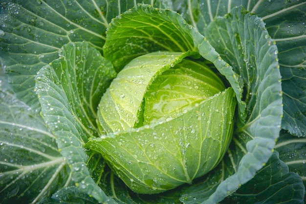 Vista dall'alto dell'immagine di sfondo vegetale di cavolo biologico fresco utilizzata per uno sfondo di cibo sano e pulito