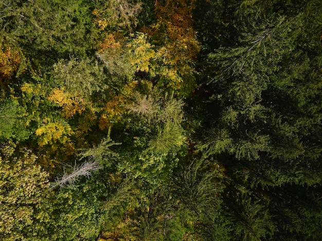 Vista dall'alto della bellissima foresta autunnale sullo sfondo di alberi colorati nel bosco