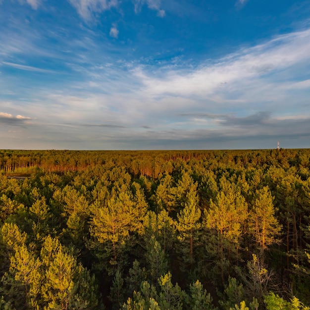 Vista dall'alto della foresta al tramonto