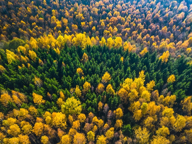 Vista dall'alto della foresta colorata