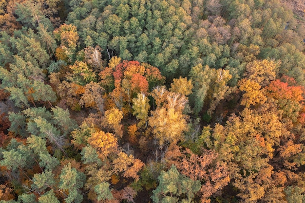 Vista dall'alto della foresta decidua autunnale, sfondo naturale o trama.