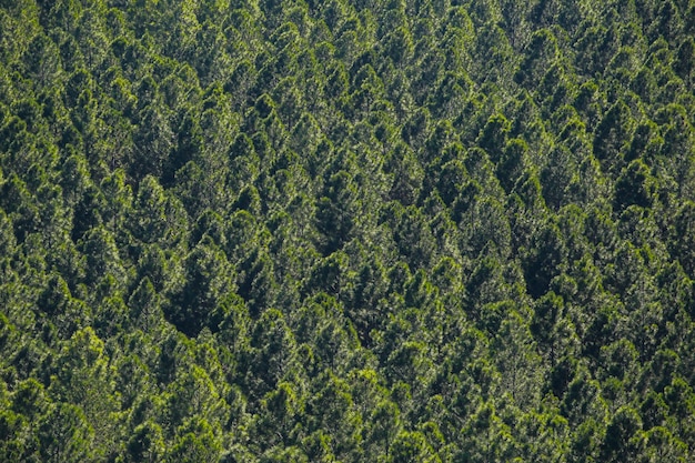 Vista dall'alto della foresta di pini Sfondo di alberi di conifere Modello naturale verde