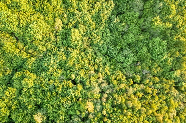 Vista dall'alto della foresta verde