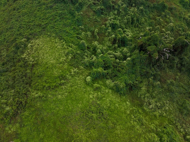 Vista dall'alto della foresta verde
