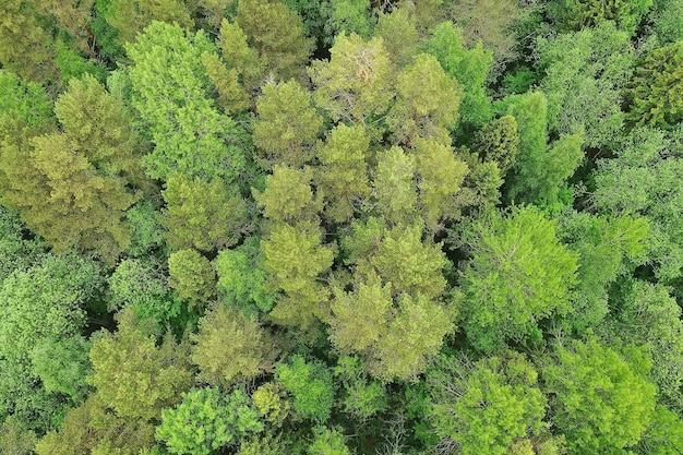 vista dall'alto della foresta, vista panoramica del paesaggio della foresta estiva con vista aerea del quadrocopter