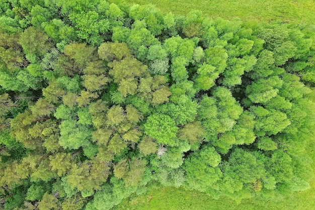 vista dall'alto della foresta, vista panoramica del paesaggio della foresta estiva con vista aerea del quadrocopter