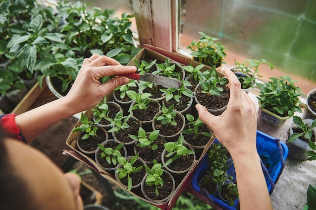 Vista dall'alto della giardiniera che fertilizza il terreno e si impegna a coltivare foglie di basilico nella serra domestica