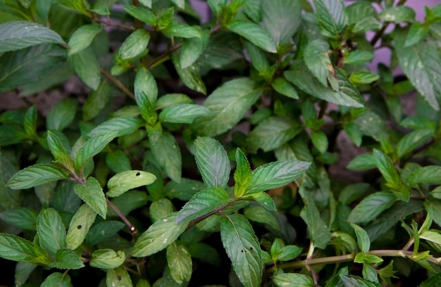 Vista dall'alto della menta profumata succosa verde