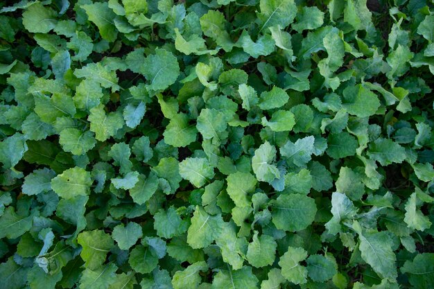 Vista dall'alto della pianta di colza verde Texture Sfondio può essere utilizzato come concetti agricoli