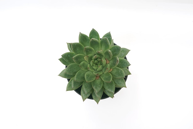 Vista dall'alto della succulenta chiamata Echeveria agavoides isolata su sfondo bianco