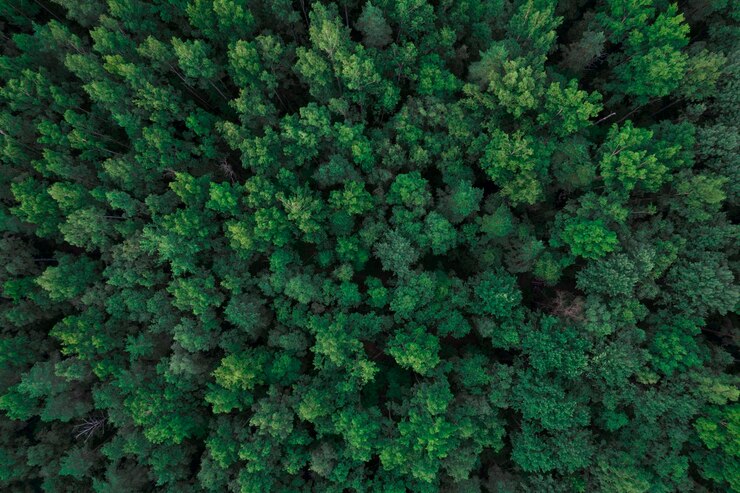 Vista dall'alto delle chiome degli alberi. La tela verde è una vista da un quadricottero. Fotografia aerea
