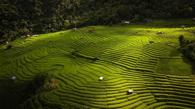 Vista dall&#39;alto delle risaie nel nord della Thailandia