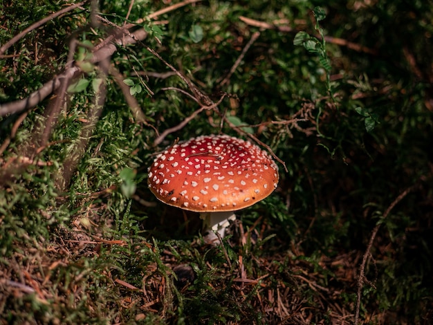 Vista dall'alto di agarico di mosca dei funghi