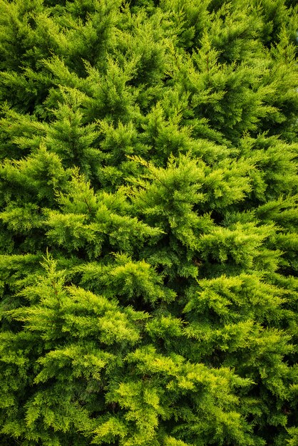 vista dall'alto di alberi verdi