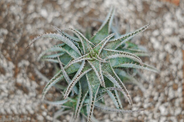 Vista dall'alto di aloe cactus