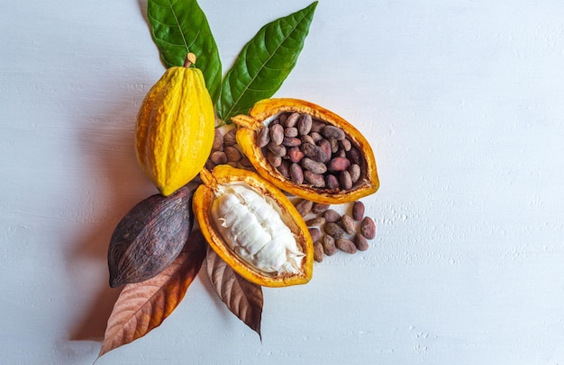 Vista dall'alto di baccelli di cacao freschi maturi a metà nella frutta di cacao tagliata e fave di cacao marroni secche