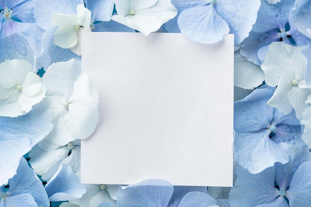 Vista dall'alto di bellissimi fiori di colore blu con carta bianca