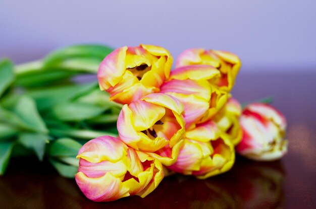 Vista dall'alto di bellissimi tulipani rosa e gialli su sfondo blu con bokeh. Biglietto d'auguri. 8 marzo.