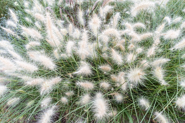 Vista dall'alto di cardi pennisetum molto frondosi