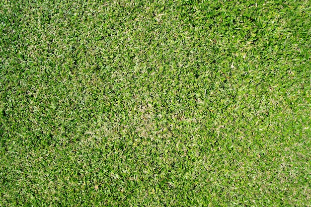 vista dall'alto di erba verde