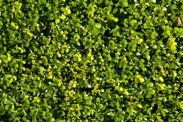 vista dall'alto di erba verde