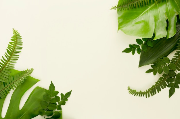 Vista dall'alto di felci con foglie di monstera e altre foglie