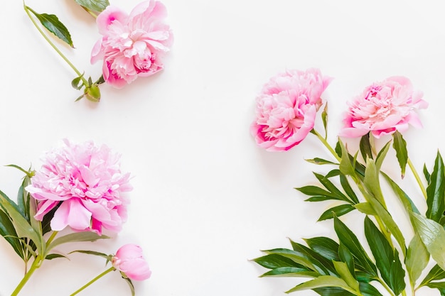 Vista dall'alto di fiori di peonia rosa con spazio di copia.