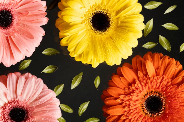 Vista dall'alto di fiori di primavera gerbera