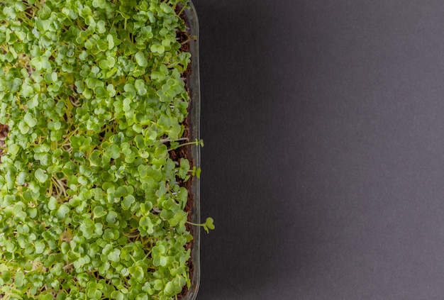 Vista dall'alto di microgreens freschi su sfondo nero con spazio di copia Concetto di nutrizione sana