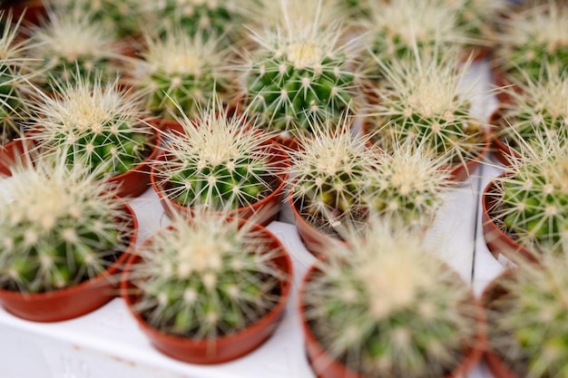 Vista dall'alto di molti cactus in piccoli vasi con aghi affilati in vendita nella serra