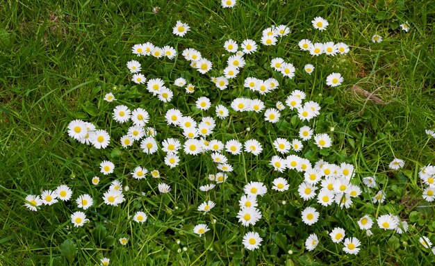 Vista dall'alto di molti fiori di margherita che crescono nel giardino sul retro in estate Piante fiorite che fioriscono nel suo ambiente naturale in primavera dall'alto Fiori di margherite che sbocciano in natura Flora in un prato