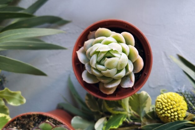 Vista dall'alto di piccole succulente e giallo Craspedia globosa su sfondo grigio