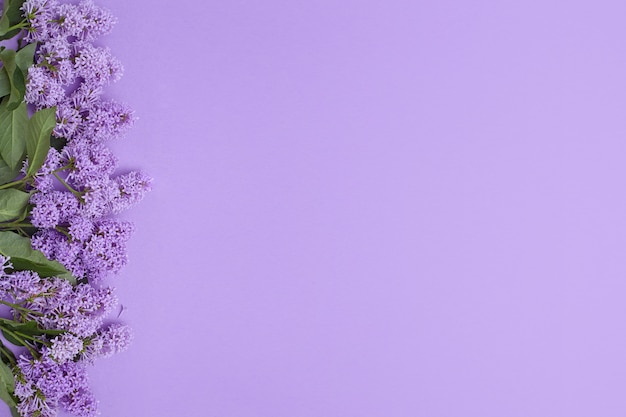 Vista dall'alto di posa fiori lilla sdraiato sul tavolo, la primavera è arrivata, copia spazio superficie viola. Fiore lilla, cosmetici primaverili per viso e mani