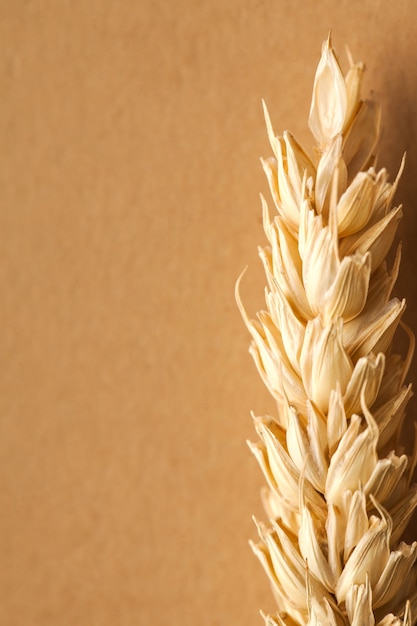 Vista dall'alto di spighette di grano su una superficie di colore chiaro