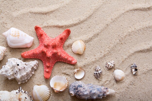 Vista dall'alto di stelle marine e conchiglie sulla sabbia