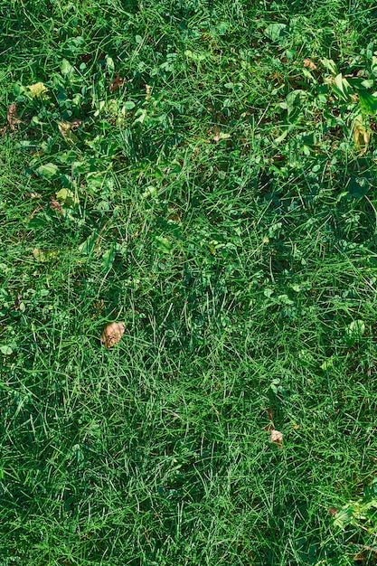 Vista dall'alto di texture erba verde. Prato fresco.