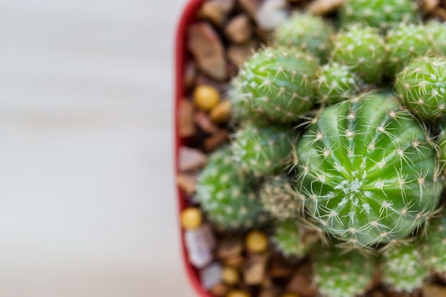 Vista dall&#39;alto di un cactus