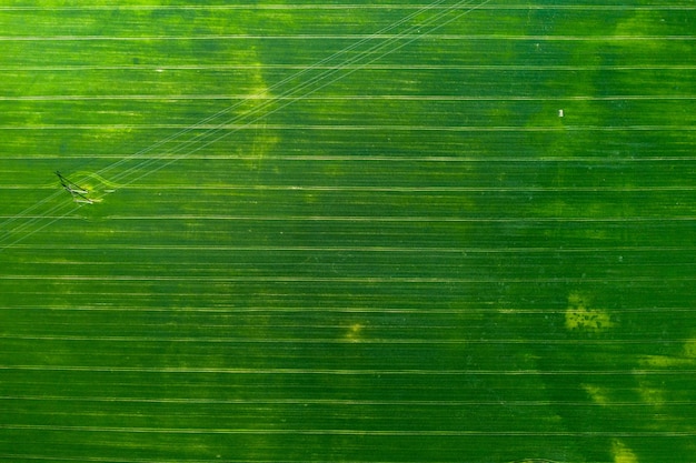 Vista dall'alto di un campo seminato verde e grigio in Bielorussia