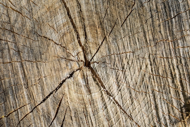 Vista dall&#39;alto di un ceppo naturale in legno