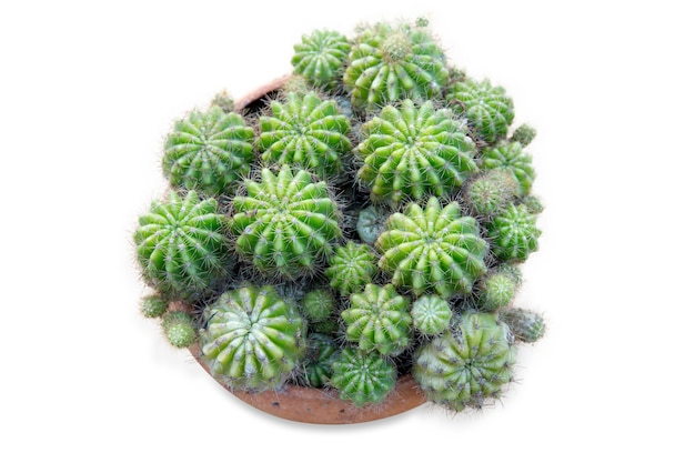 Vista dall'alto di un sacco di cactus spinosi nel vaso di ceramica, messa a fuoco selettiva