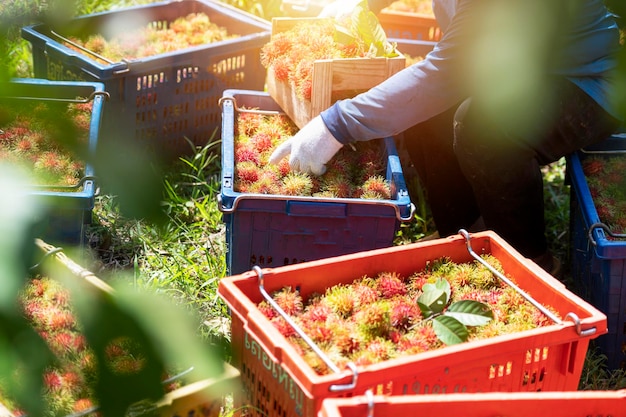 Vista dall'alto di una contadina che tiene un mucchio di rambutan da agricoltura biologica Piantagione di rambutan verde Concetto di lavoro di agricoltore di rambutan biologico