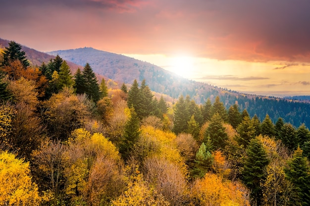 Vista dall'alto di una fitta pineta con tettoie di alberi di abete rosso verde e baldacchini lussureggianti gialli colorati in montagne di autunno al tramonto.