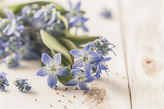 Vista dall'alto fiori blu Scilla su sfondo bianco in legno con spazio per il testo Primi fiori primaverili Biglietto di auguri per San Valentino Festa della donna e Festa della mamma