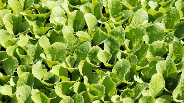 Vista dall'alto, germogli verdi di piantine appaiono dal terreno in campagna