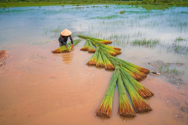 Vista dall'alto Gli agricoltori raccolgono Lepironia articulata il nome vietnamita è co bang Viene raccolto dalle persone nel delta del Mekong per realizzare prodotti artigianali L'erba Bang viene utilizzata per produrre prodotti come le cannucce