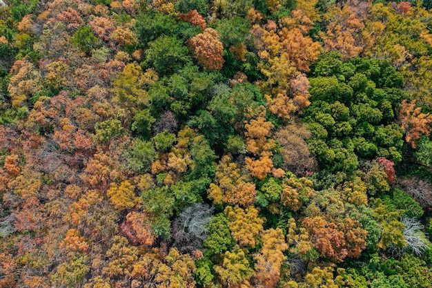 Vista dall'alto in basso aerea di molti alberi nella foresta di stagione di autunno.